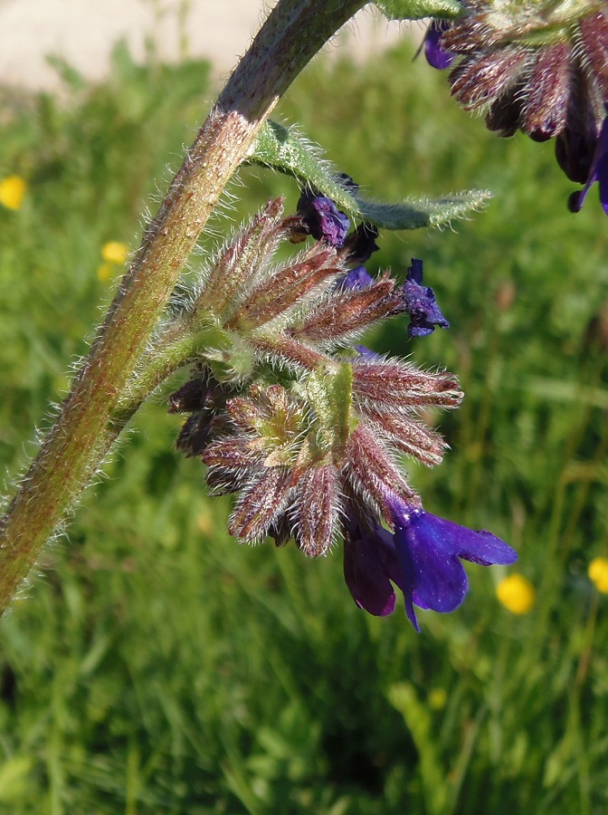 Image of Anchusa officinalis specimen.