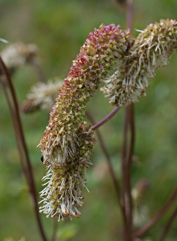 Image of Sanguisorba alpina specimen.