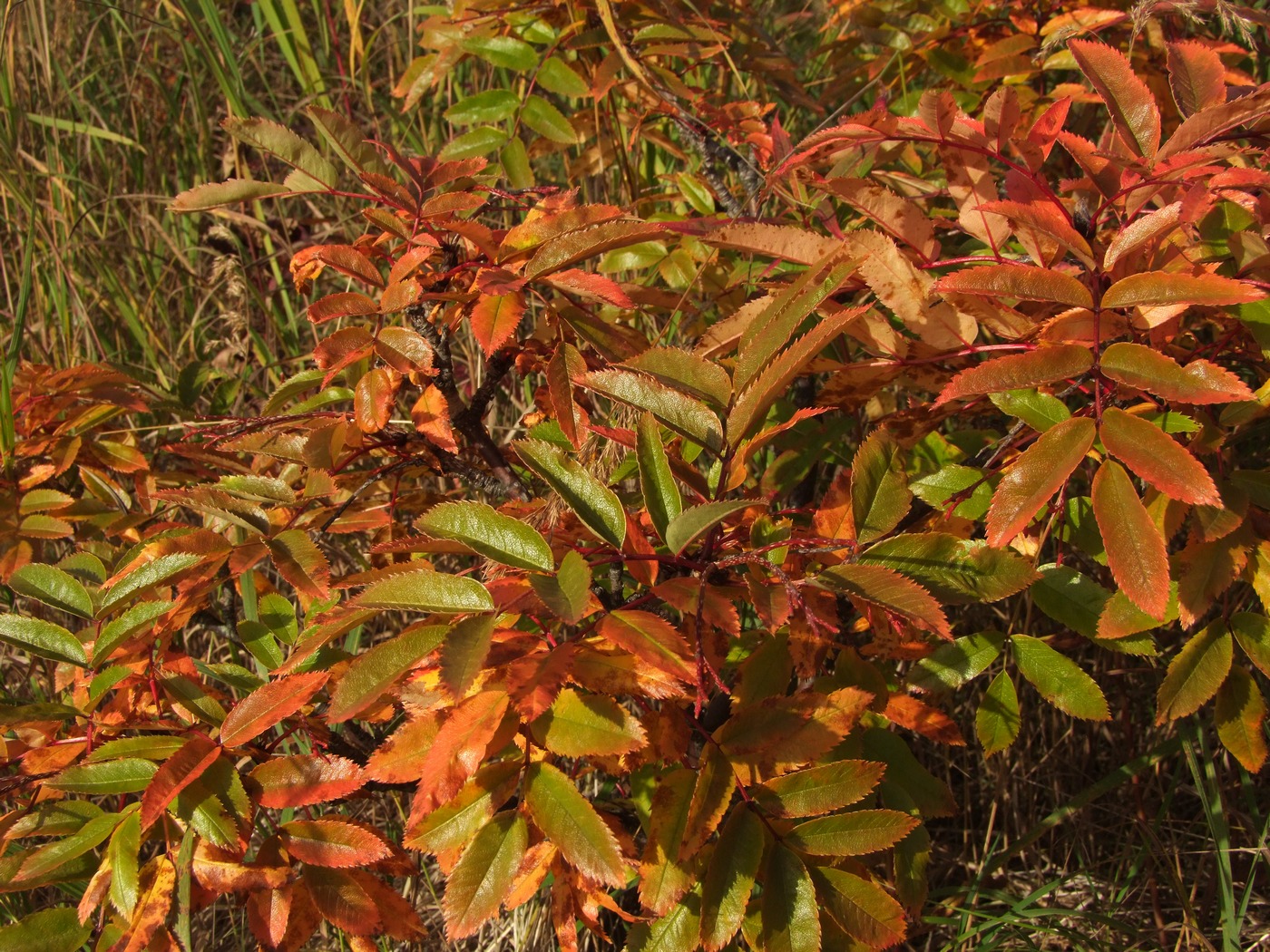 Image of Sorbus sambucifolia specimen.