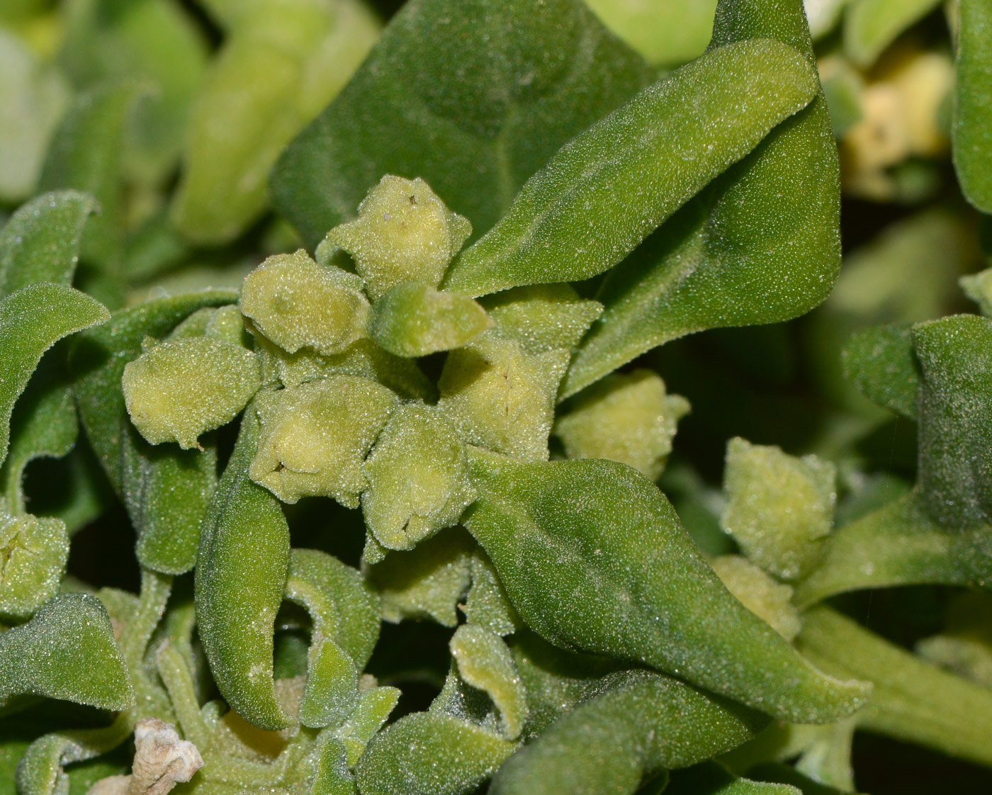 Image of Tetragonia tetragonoides specimen.