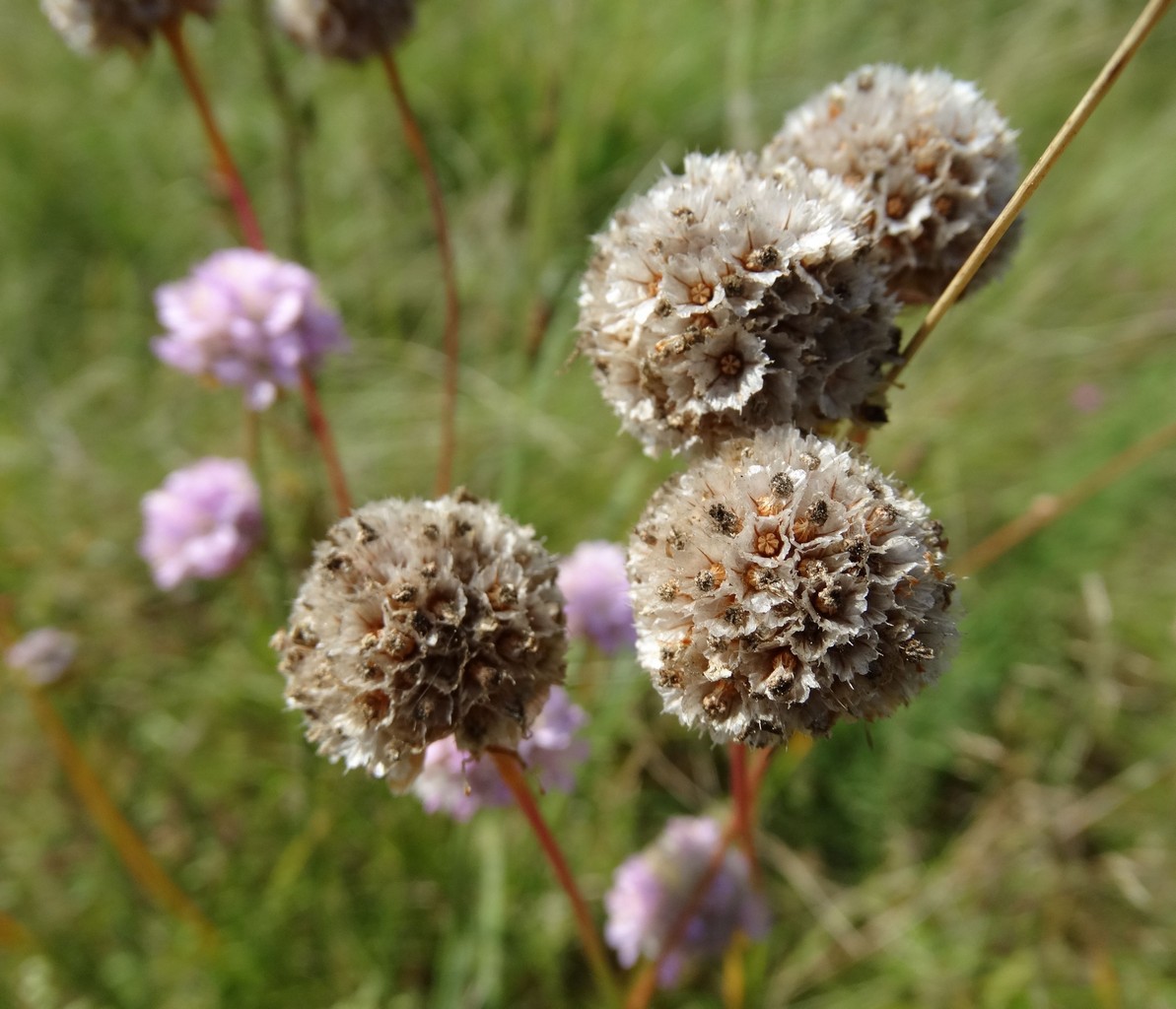 Image of Armeria vulgaris specimen.