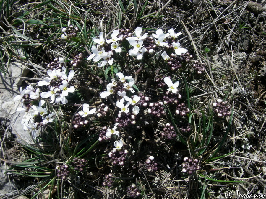 Image of Iberis saxatilis specimen.