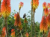 Kniphofia × praecox