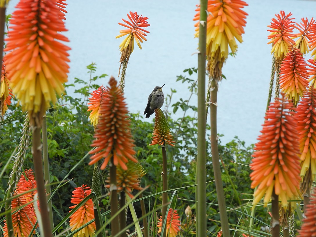 Изображение особи Kniphofia &times; praecox.