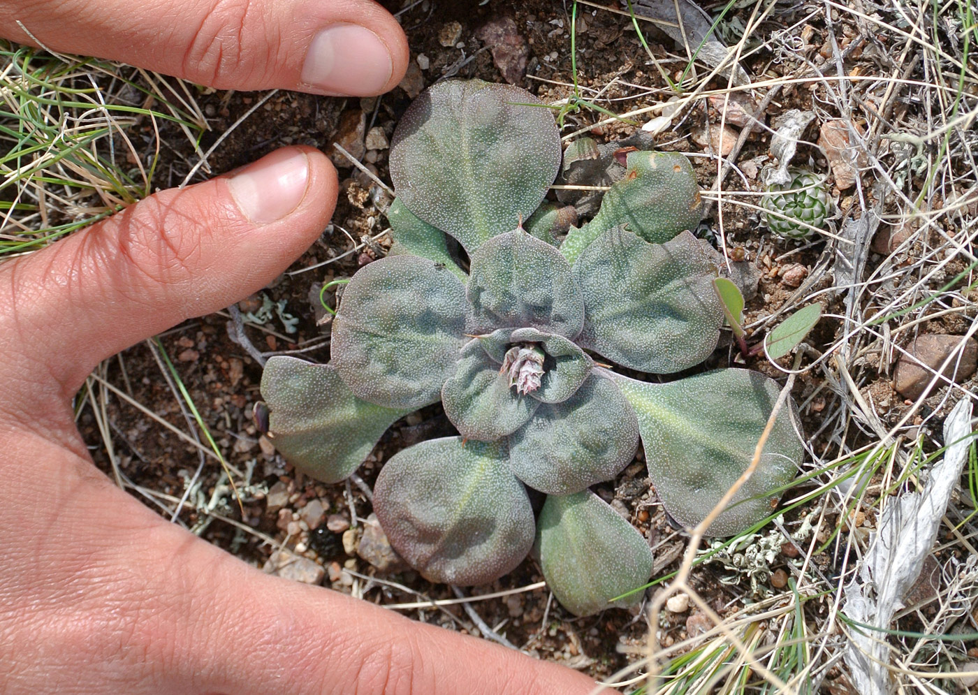 Изображение особи Goniolimon cuspidatum.