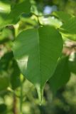 Maclura pomifera