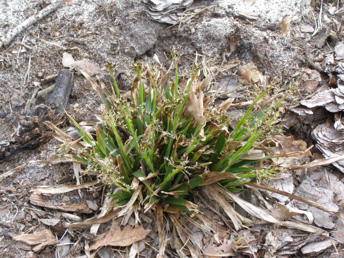 Image of Luzula pilosa specimen.