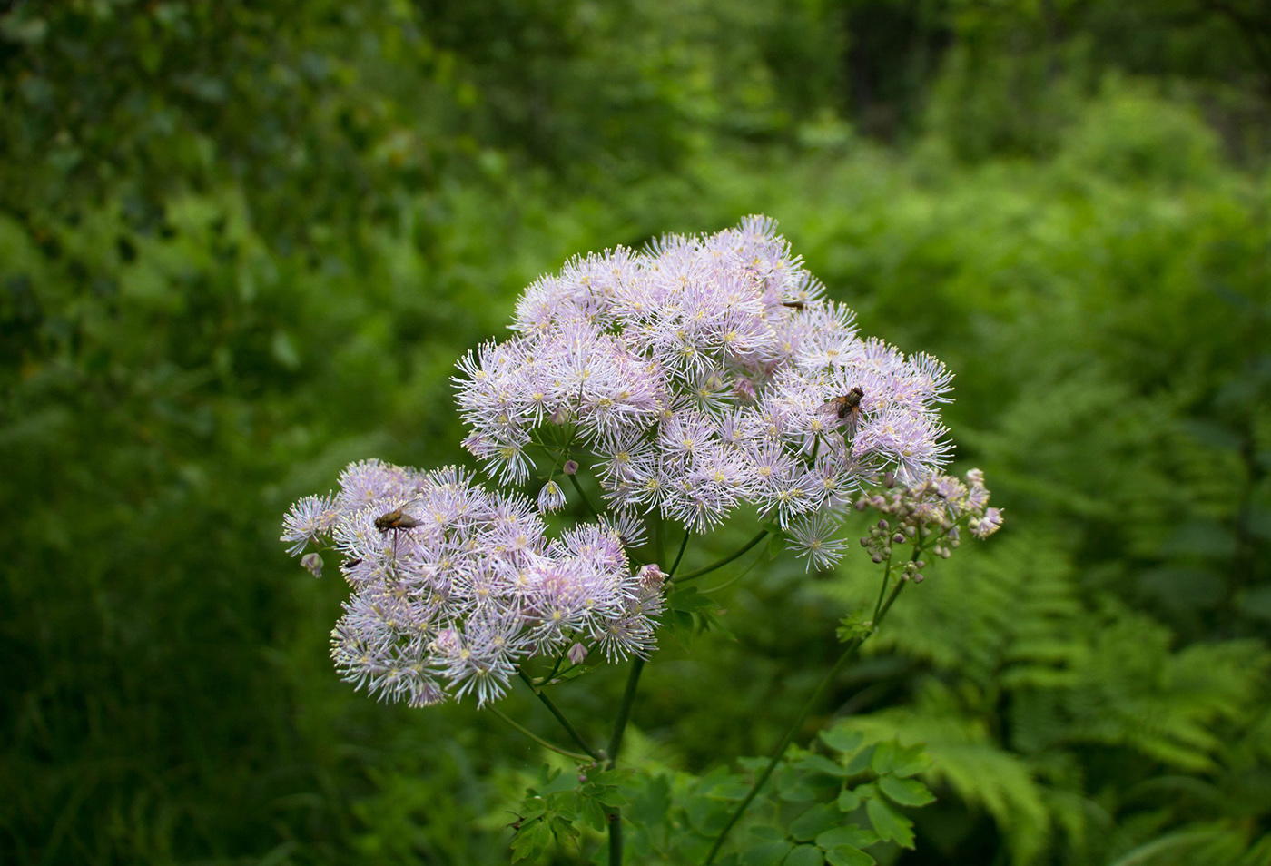 Image of Thalictrum aquilegiifolium specimen.