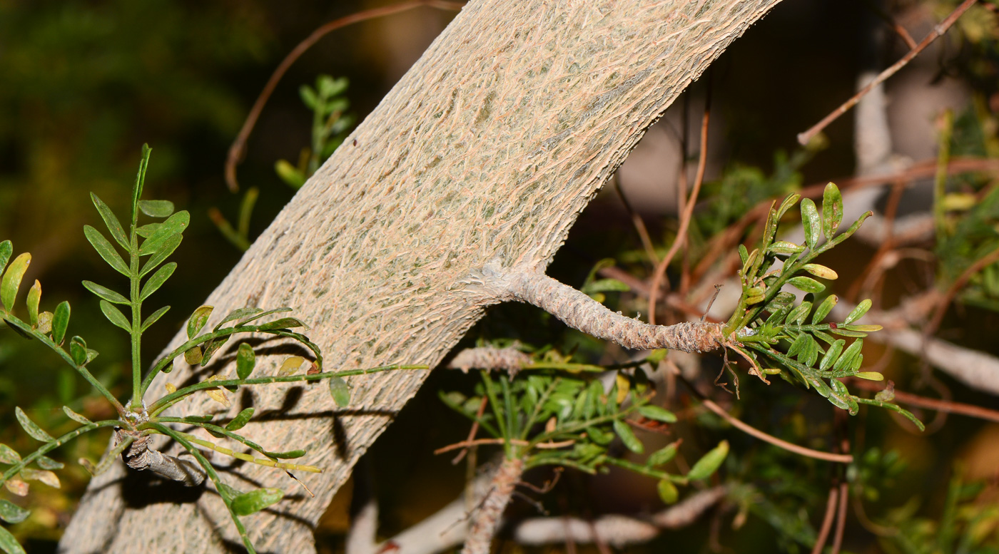 Изображение особи Bursera microphylla.