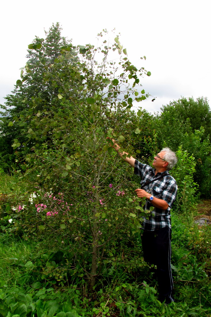 Изображение особи Populus tremula.