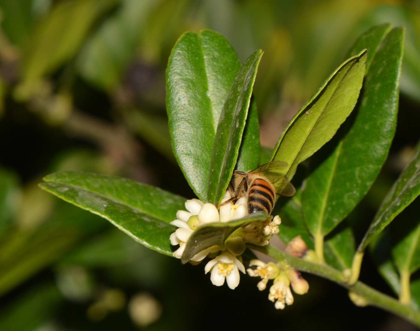 Изображение особи Atalantia buxifolia.