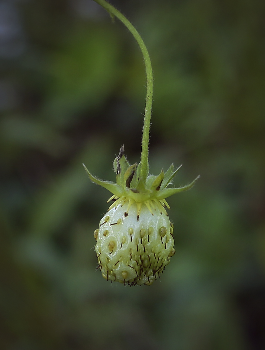 Image of Fragaria &times; ananassa specimen.