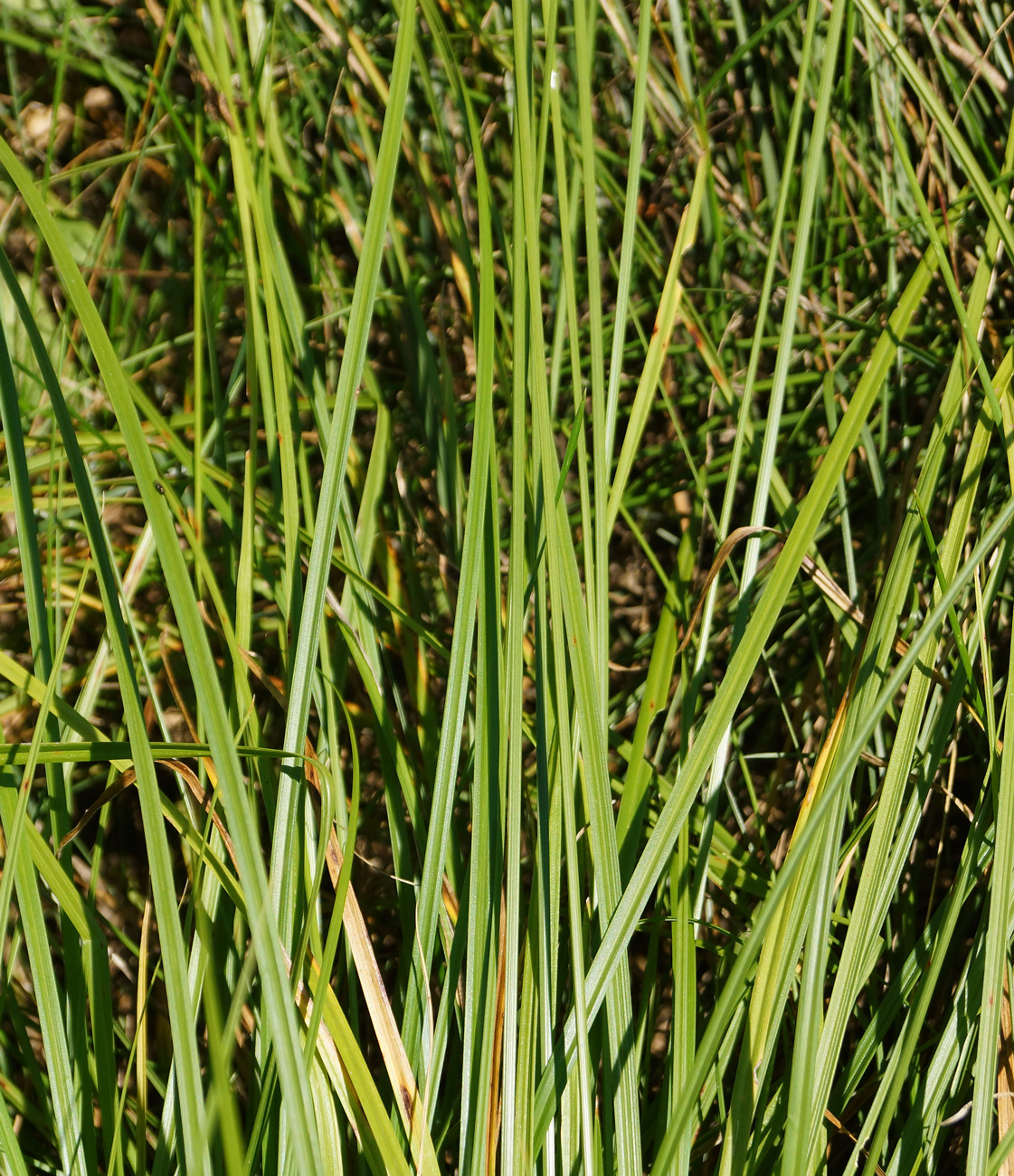 Image of Carex spicata specimen.