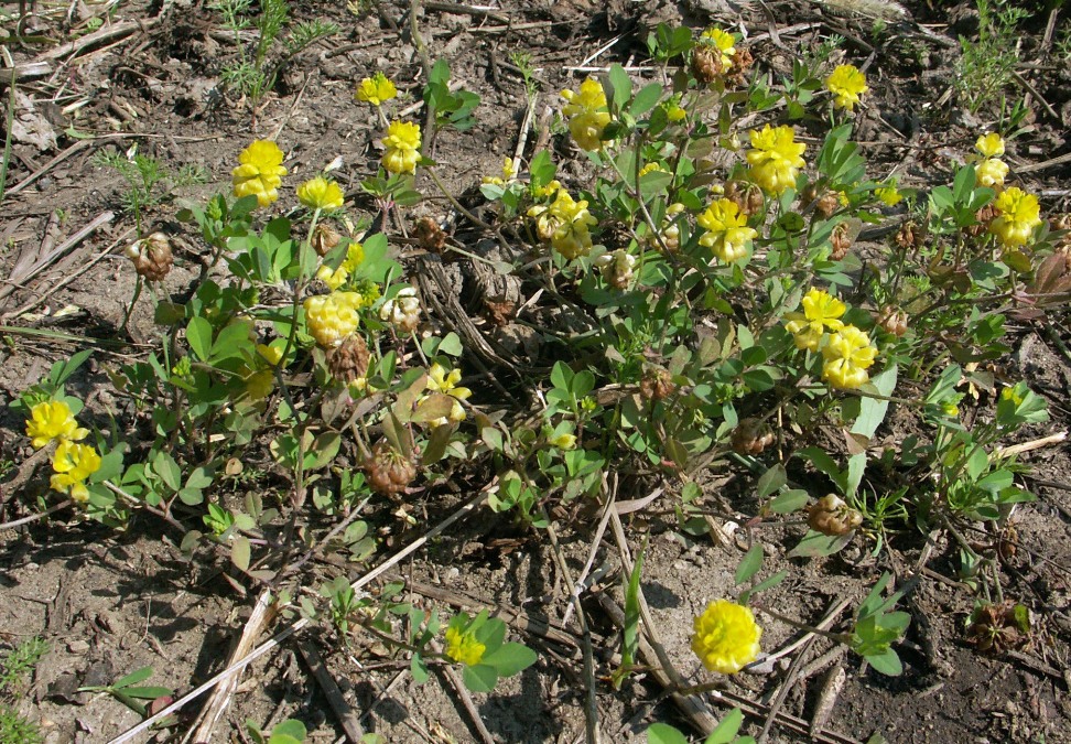 Image of Trifolium campestre specimen.