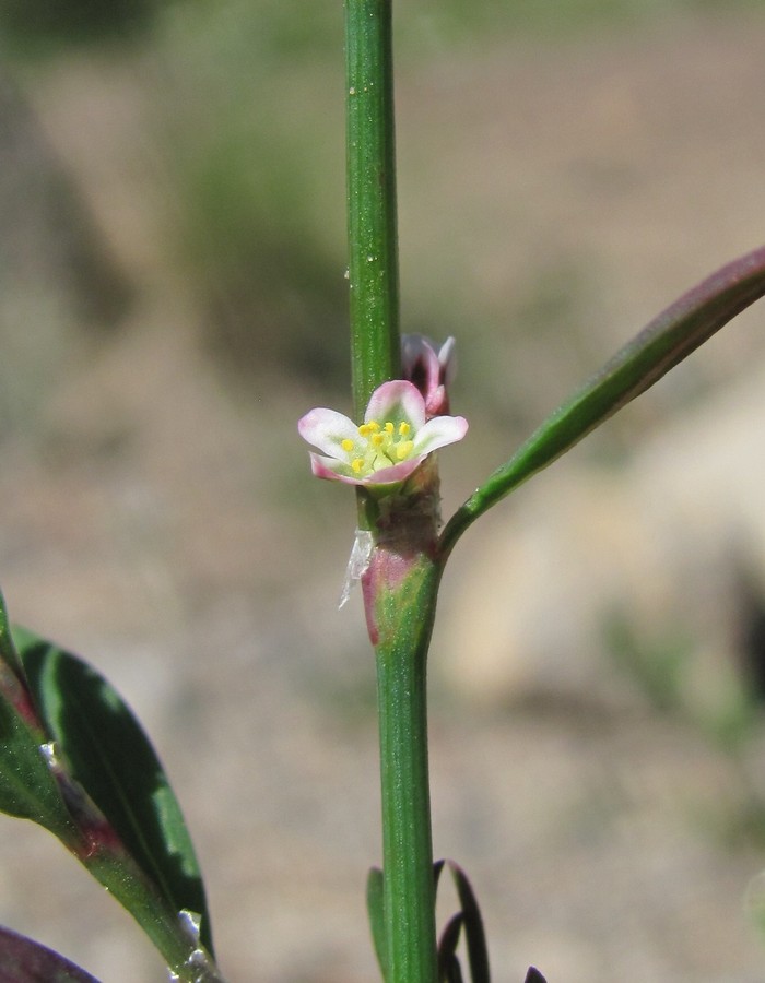 Image of Polygonum arenastrum specimen.