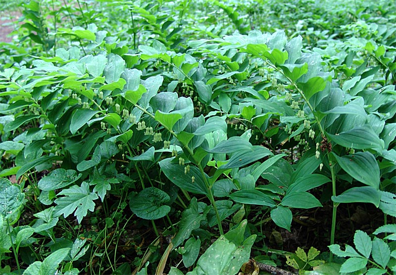 Image of Polygonatum orientale specimen.