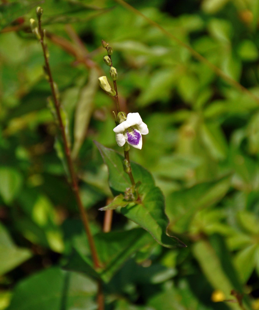 Image of Asystasia gangetica ssp. micrantha specimen.