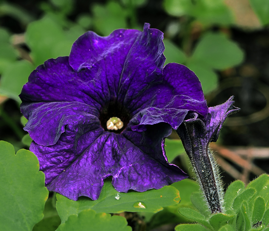 Image of Petunia &times; hybrida specimen.