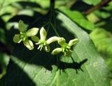 Euonymus europaeus. Соцветие. Украина, Киевская обл., Вышгородский р-н, севернее с. Лебедевка, сосновый лес на левом берегу дренажного канала. 23 мая 2010 г.