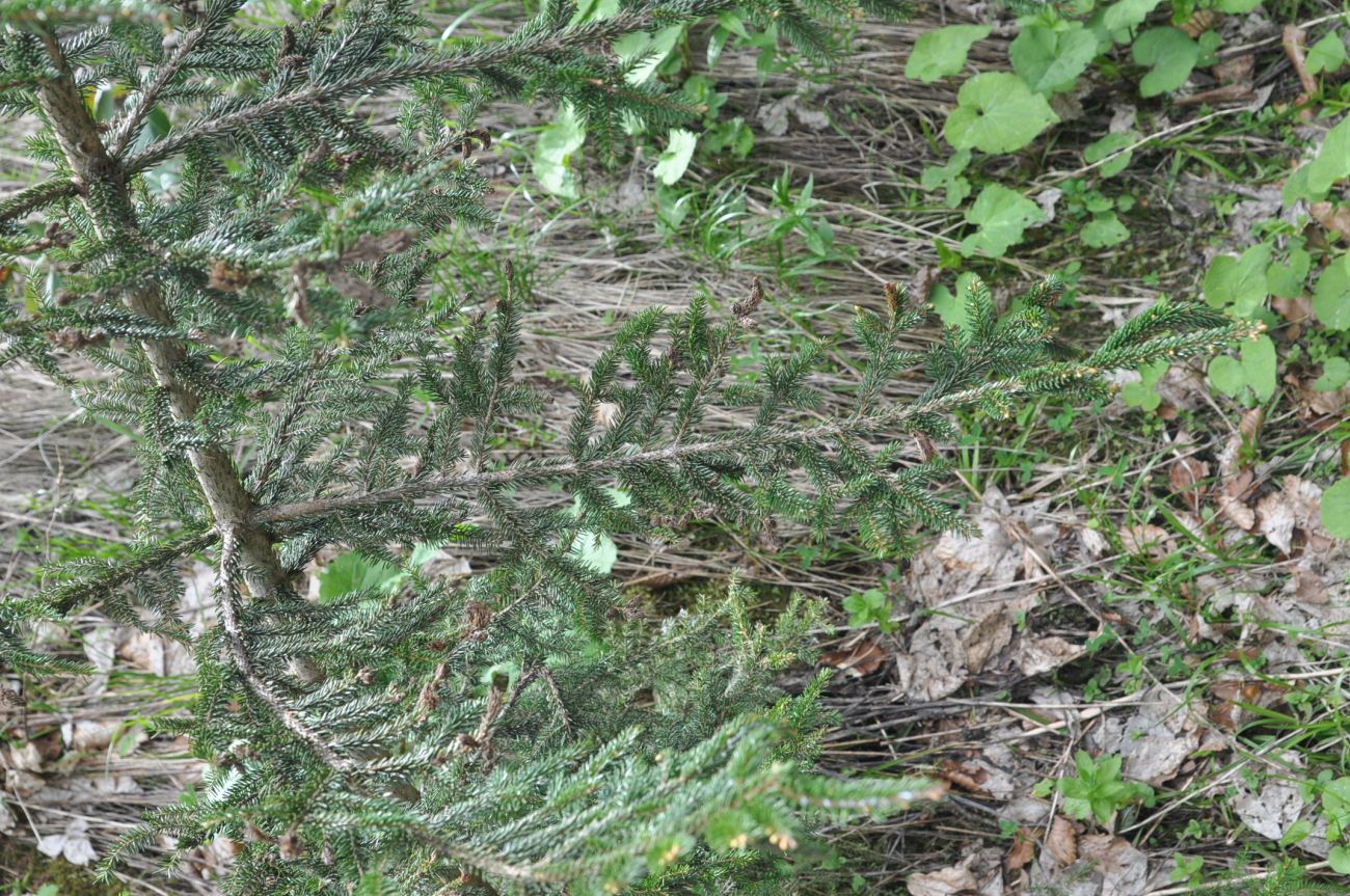 Image of Picea orientalis specimen.