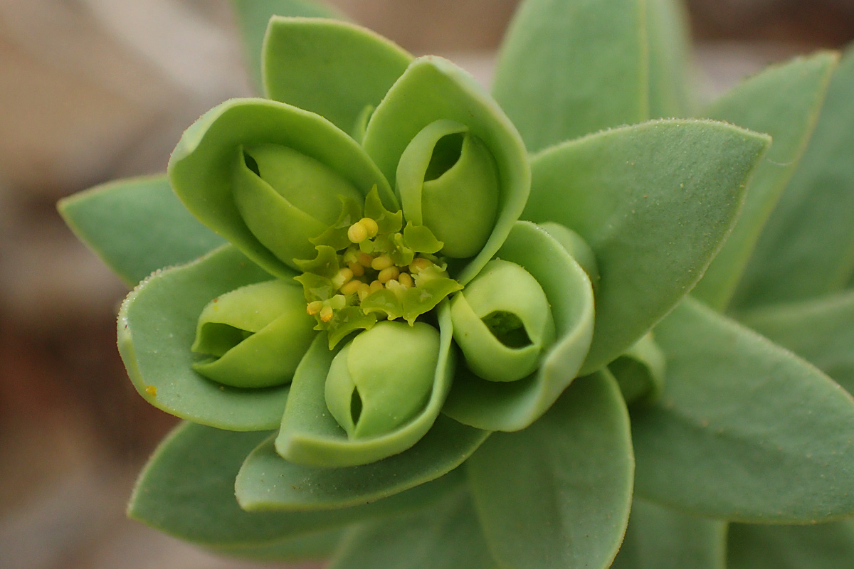 Изображение особи Euphorbia paralias.