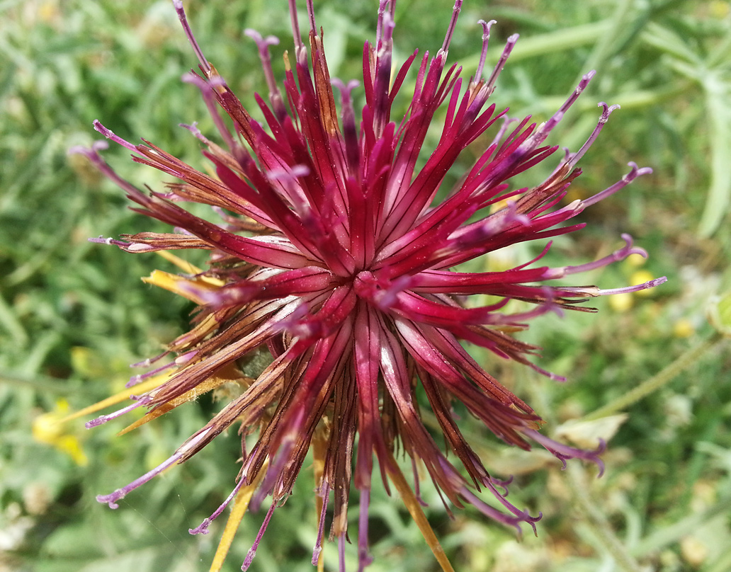 Изображение особи Centaurea laconica.