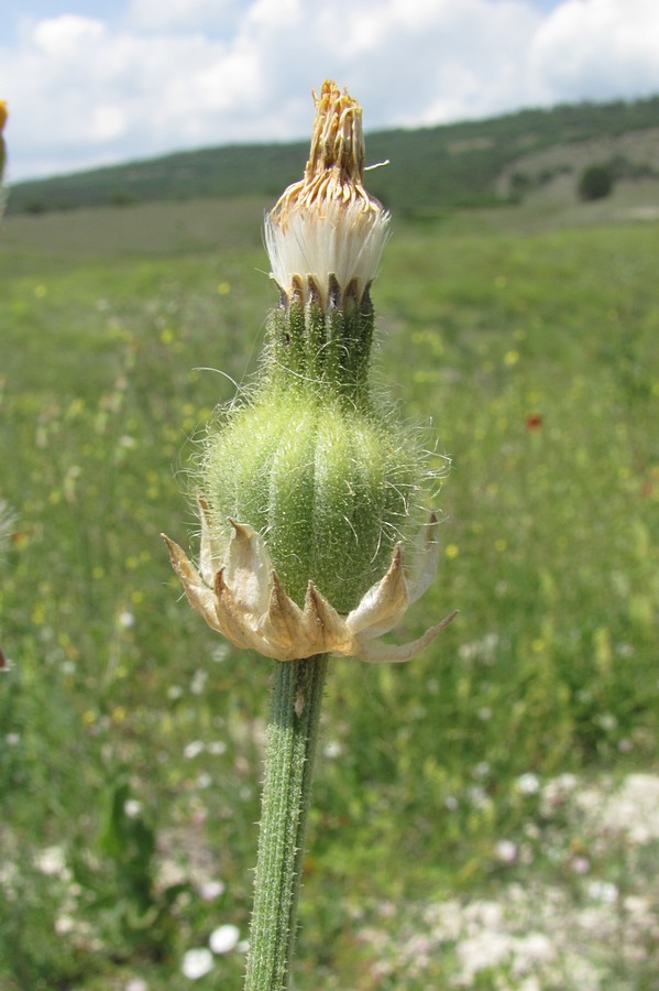 Изображение особи Crepis alpina.