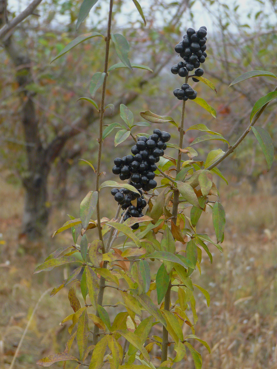 Image of Ligustrum vulgare specimen.