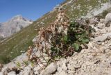 genus Campanula. Плодоносящее растение. Адыгея, Кавказский биосферный заповедник, южный скалистый склон горы Оштен, исток р. Мутный Тепляк, субальпийский пояс, ≈ 2100 м н.у.м., каменистая осыпь. 30.08.2015.