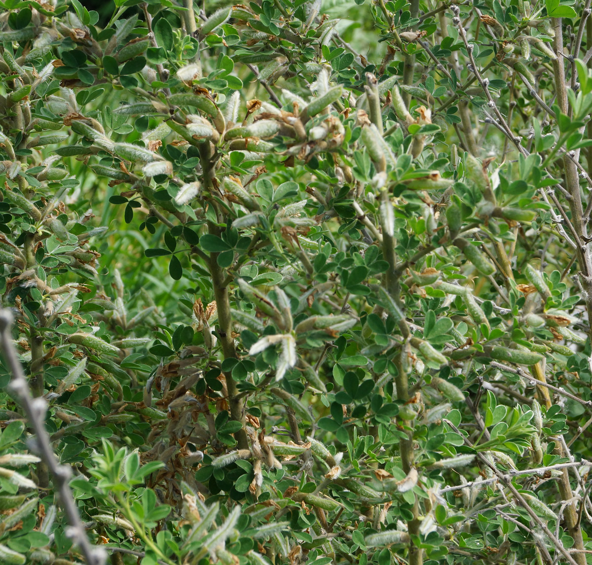 Image of Chamaecytisus ruthenicus specimen.