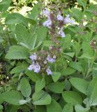 Salvia officinalis