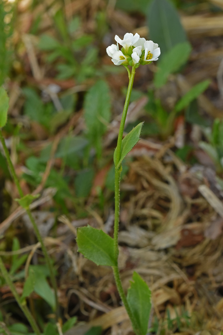 Изображение особи Draba subamplexicaulis.