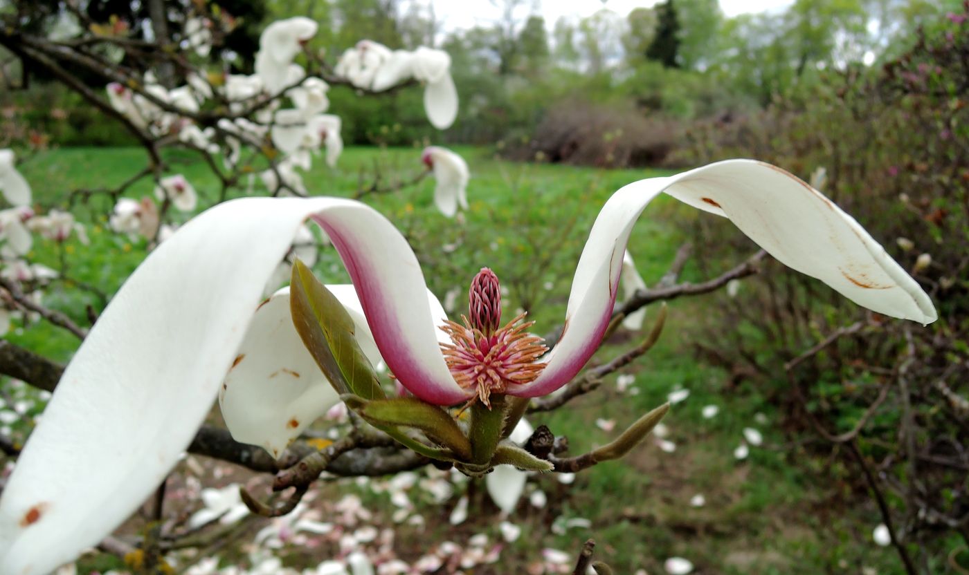Image of Magnolia cylindrica specimen.