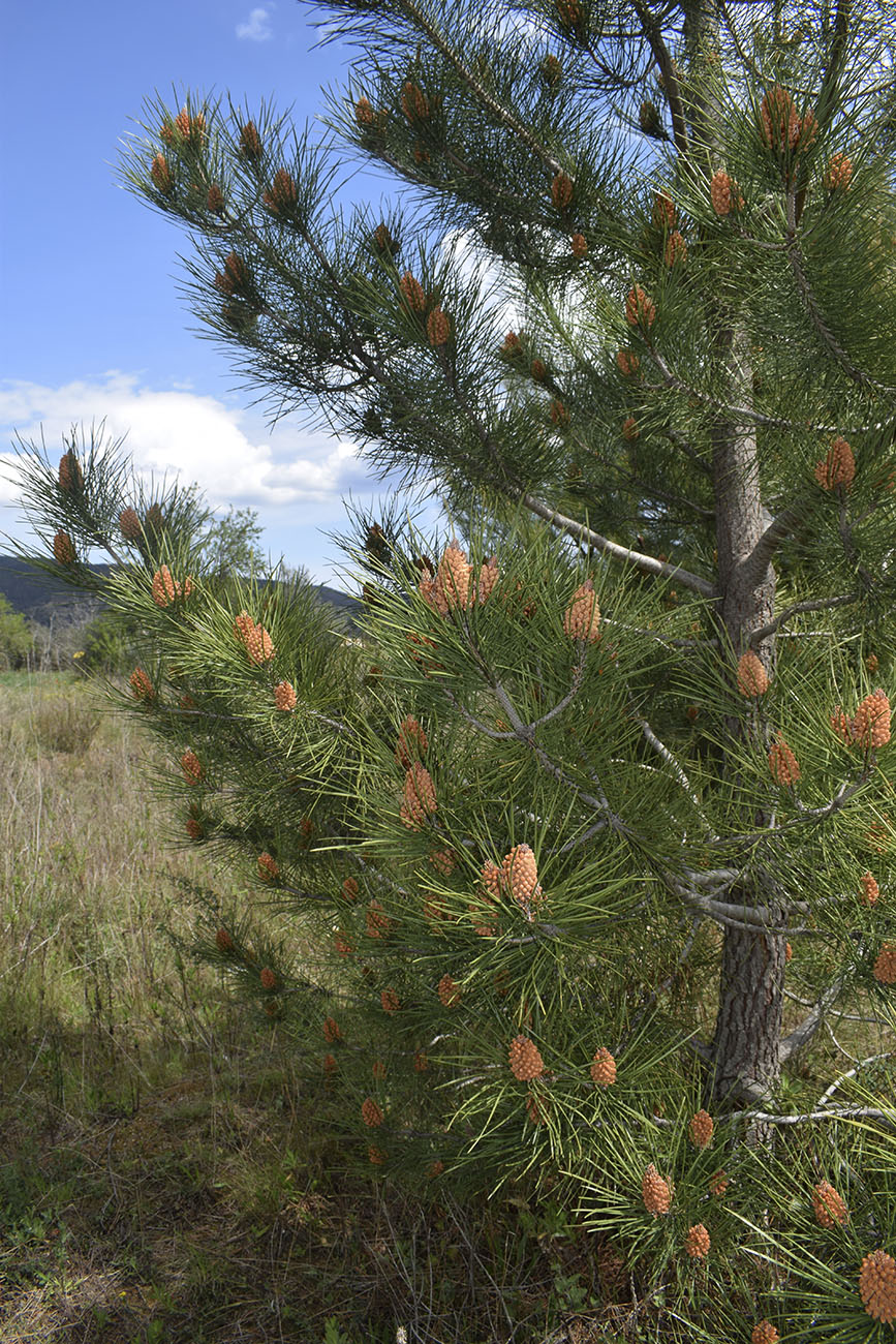 Изображение особи Pinus pinaster.