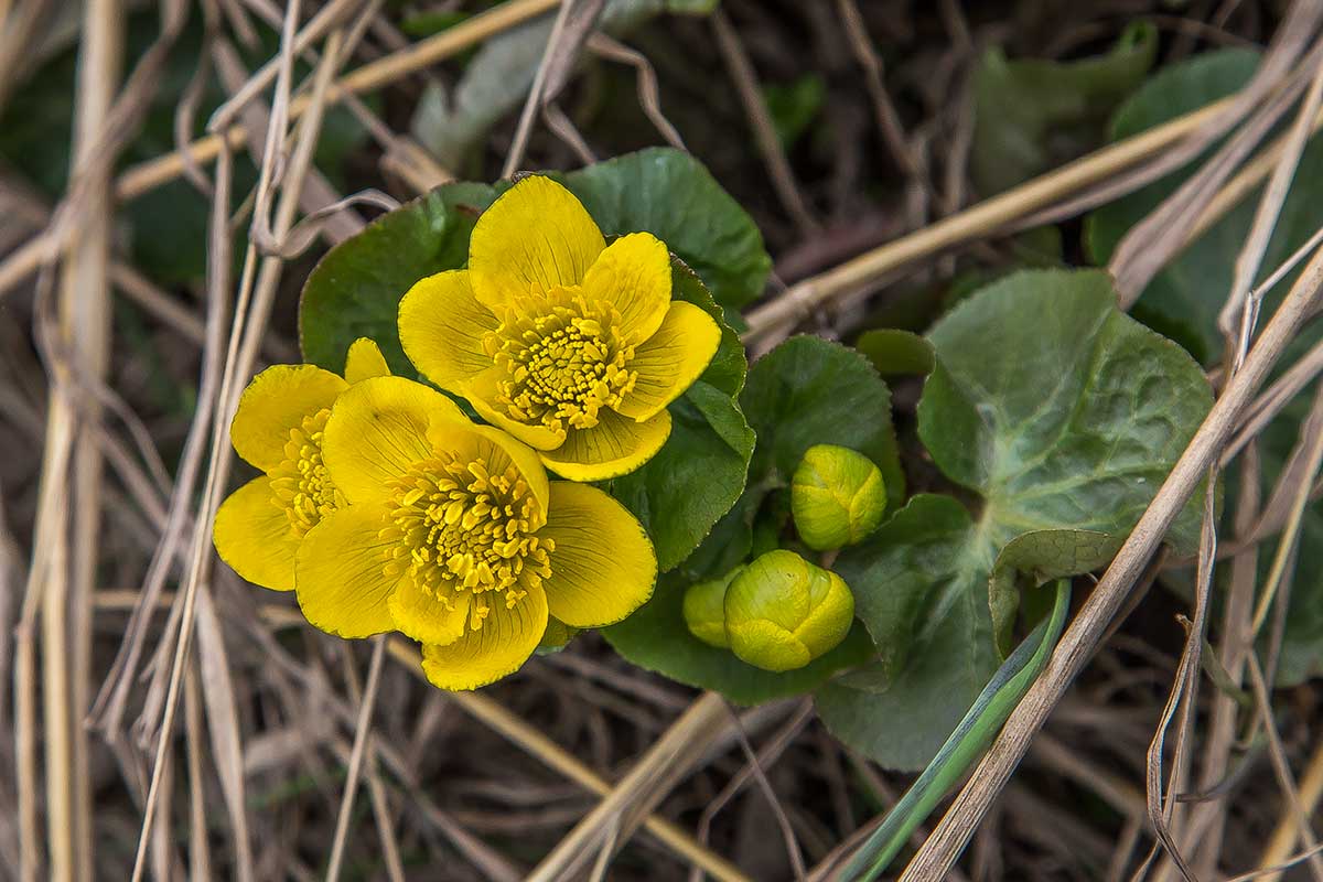 Image of Caltha palustris specimen.