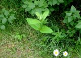 Asclepias syriaca. Молодой побег под кустом сирени. Московская обл., г. Электрогорск, территория горбольницы. 01.06.2019.