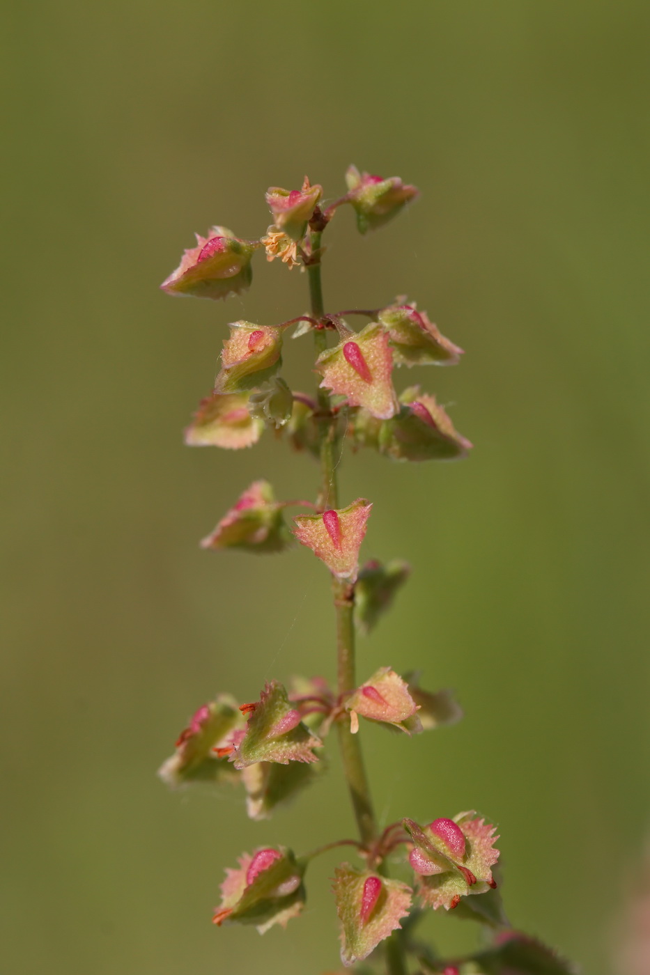 Изображение особи род Rumex.