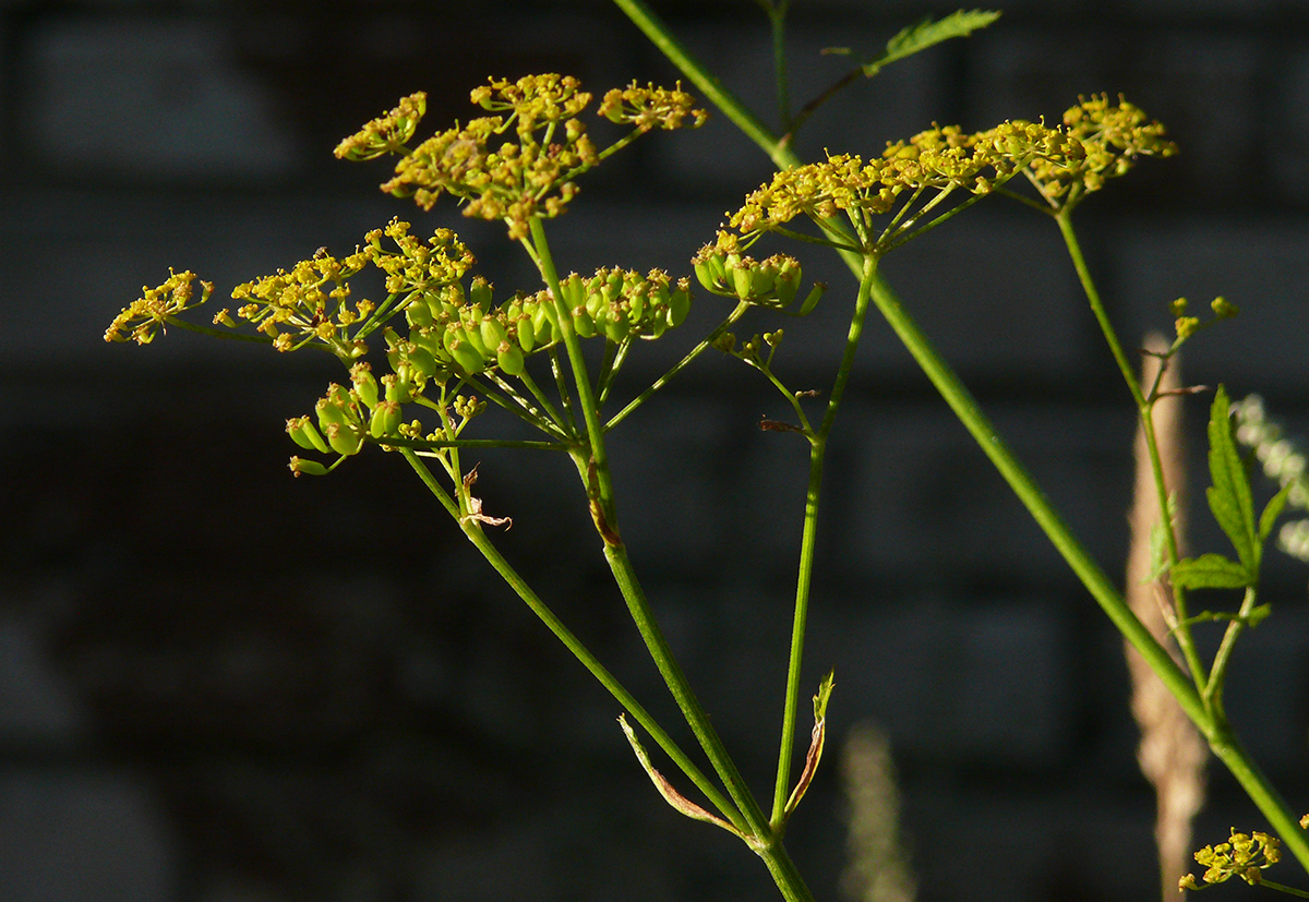 Image of Pastinaca sativa specimen.