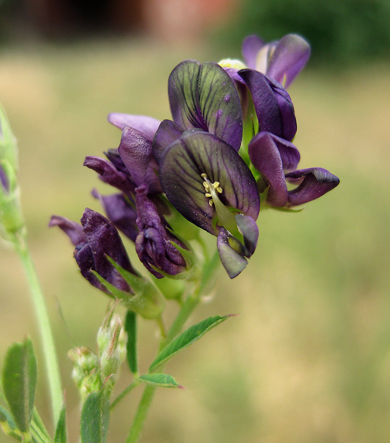 Image of Medicago &times; varia specimen.