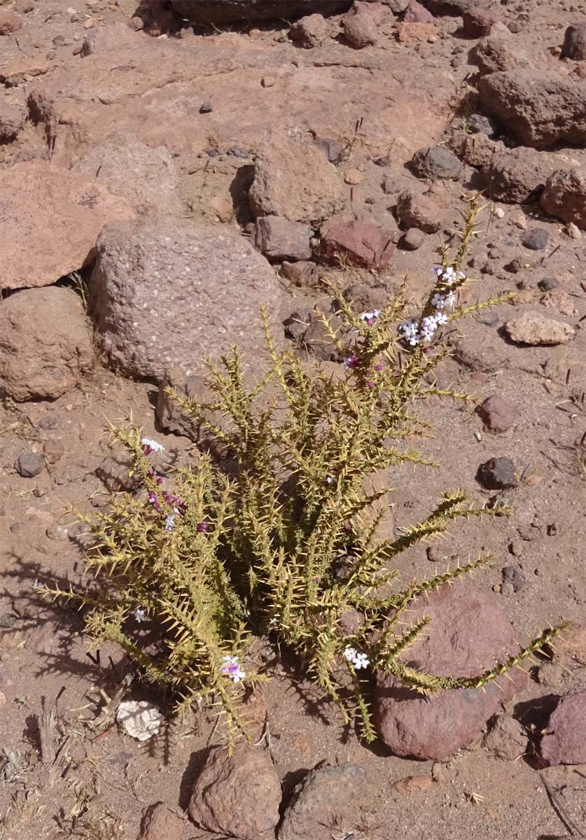 Изображение особи Junellia seriphioides.