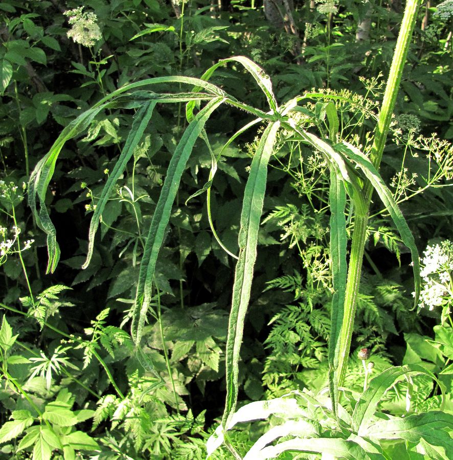 Image of Heracleum sibiricum specimen.