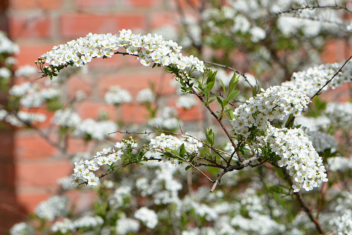 Image of Spiraea &times; cinerea specimen.