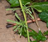 Nidorella resedifolia