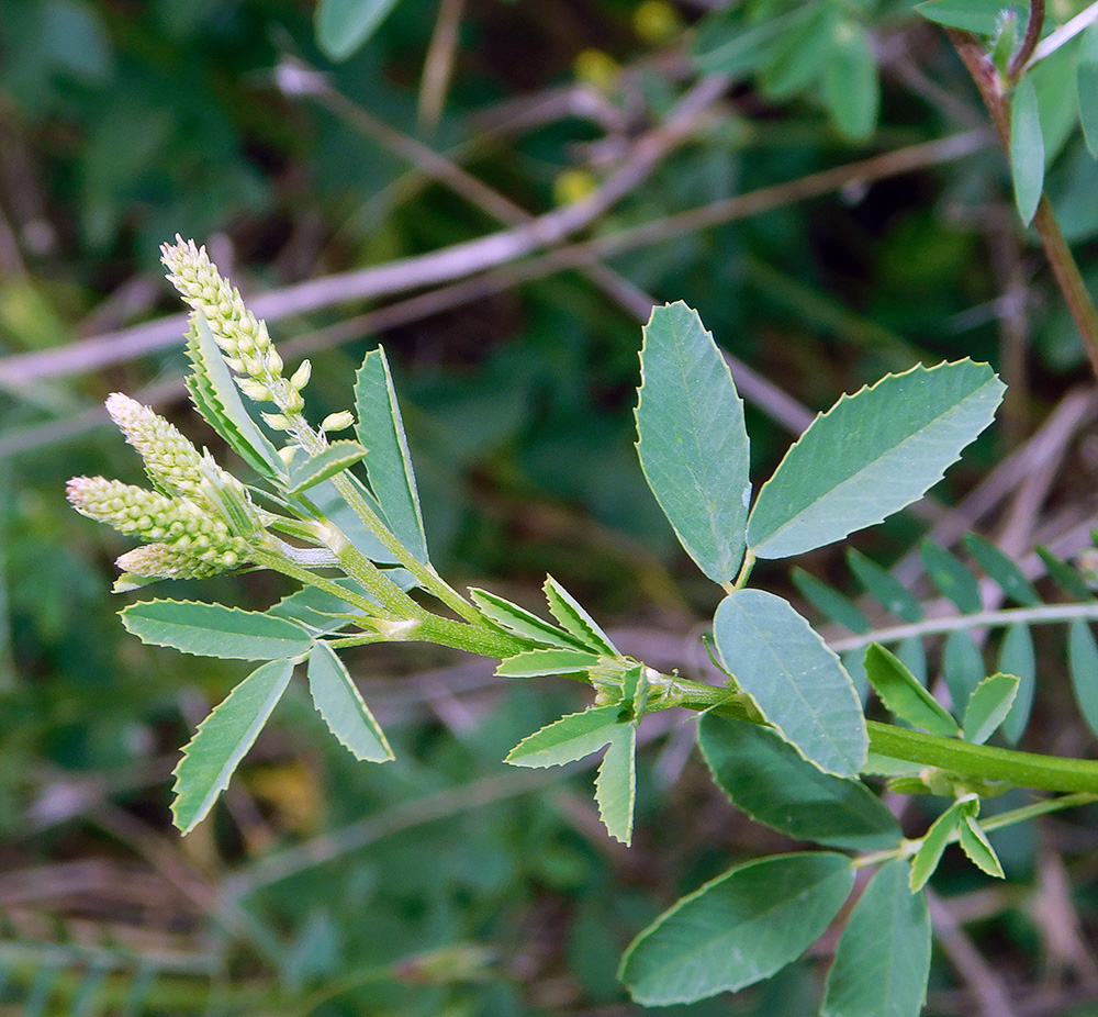 Image of Melilotus officinalis specimen.