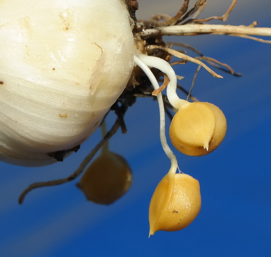 Image of Allium ampeloprasum specimen.