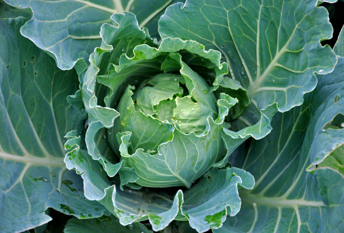 Изображение особи Brassica oleracea var. capitata.