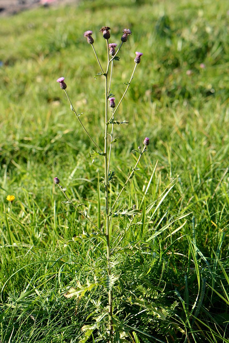 Image of Cirsium arvense specimen.