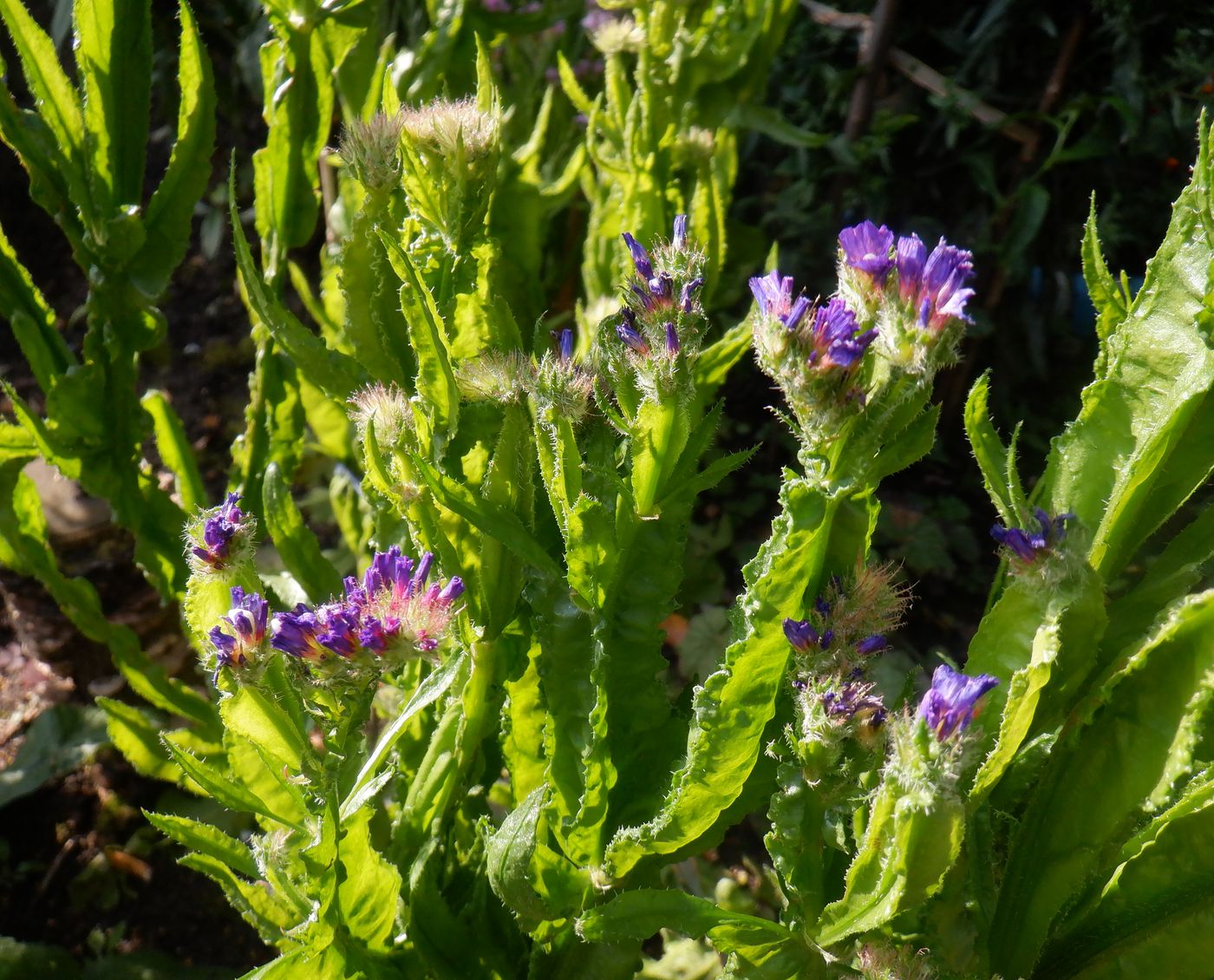 Изображение особи Limonium sinuatum.