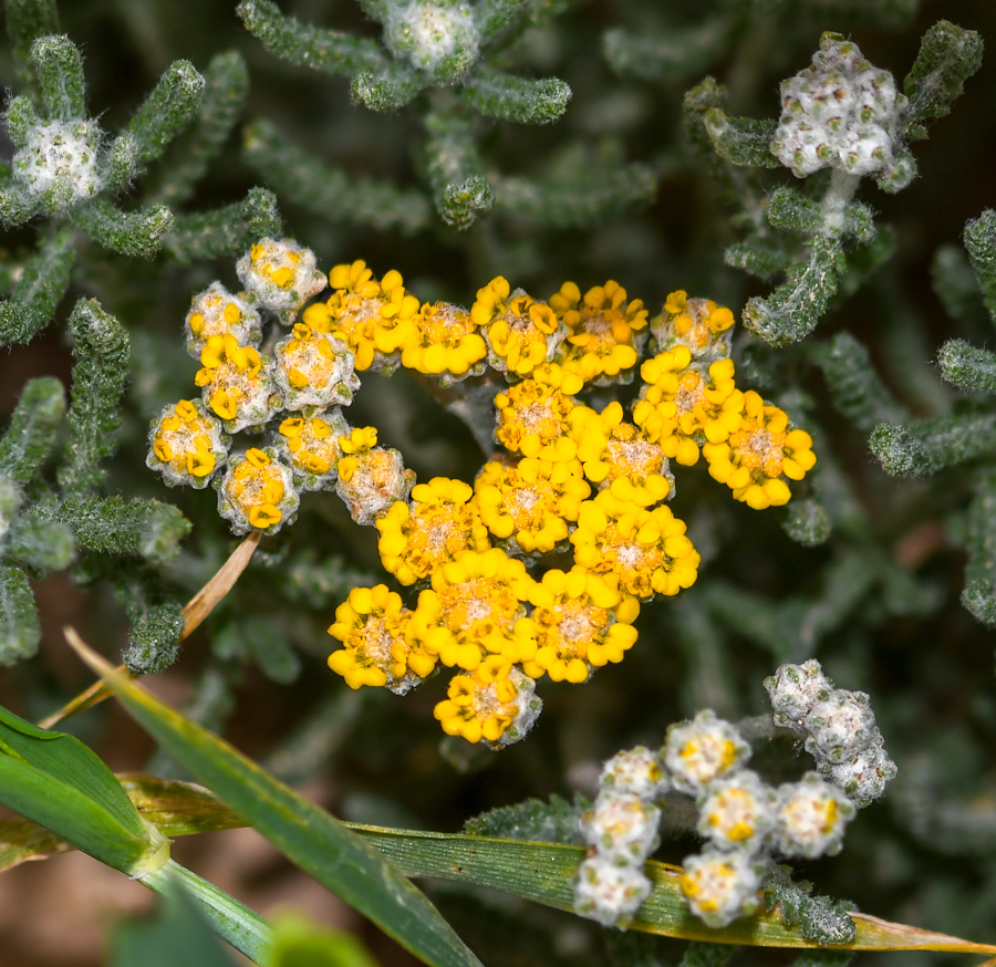 Изображение особи Achillea wilhelmsii.