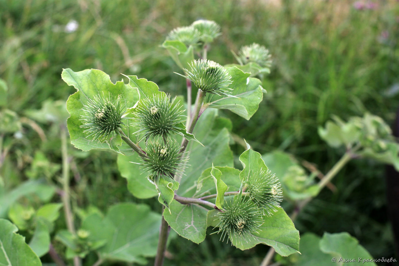 Изображение особи Arctium lappa.